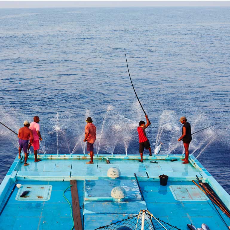 Wat je moet weten over wilde vis en kweekvis