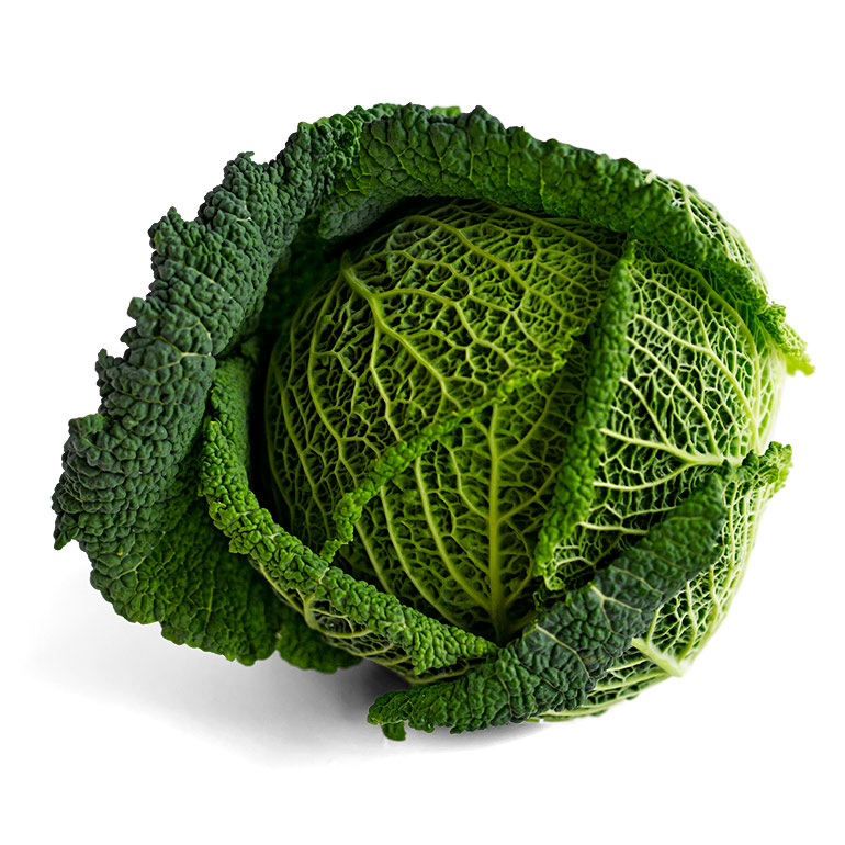 Nu in ‘t seizoen: savooiekool